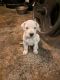 Dogo Argentino Puppies for sale in Chicago, IL 60615, USA. price: $1,000