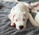 Dogo Argentino Puppies for sale in Wilmington, Delaware. price: $3,950