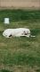 Dogo Cubano Puppies for sale in Surprise, AZ, USA. price: NA