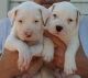 Dogo Cubano Puppies