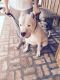 Dogo Cubano Puppies for sale in Dade City, FL, USA. price: NA