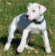 Dogo Cubano Puppies for sale in Mound, MN 55364, USA. price: $500