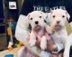 Dogo Cubano Puppies for sale in Irvine, CA, USA. price: NA