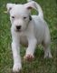Dogo Guatemalteco Puppies for sale in Los Angeles, CA, USA. price: $350