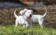 Dogo Guatemalteco Puppies for sale in Corpus Christi, TX, USA. price: $600