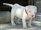 Dogo Sardesco Puppies for sale in Bridgeport, CT, USA. price: NA