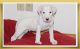 Dogo Sardesco Puppies for sale in Burbank, CA, USA. price: NA