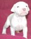 Dogo Sardesco Puppies for sale in New Haven, CT, USA. price: NA