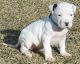 Dogo Sardesco Puppies for sale in Boise, ID, USA. price: NA