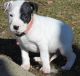 Dogo Sardesco Puppies for sale in Omaha, NE, USA. price: NA