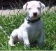 Dogo Sardesco Puppies for sale in Chattanooga, TN, USA. price: NA