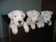 Dogo Sardesco Puppies for sale in 58503 Rd 225, North Fork, CA 93643, USA. price: NA
