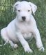 Dogo Sardesco Puppies for sale in Houston, TX, USA. price: NA