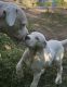 Dogo Sardesco Puppies