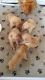 Dogue De Bordeaux Puppies for sale in El Reno, OK, USA. price: $1,000