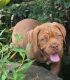Dogue De Bordeaux Puppies for sale in Rockford, OH 45882, USA. price: NA