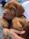 Dogue De Bordeaux Puppies for sale in Green Bay, WI 54303, USA. price: $3,350