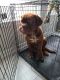 Dogue De Bordeaux Puppies for sale in Houston, TX, USA. price: $3,000