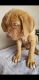 Dogue De Bordeaux Puppies for sale in Hansen Hills, CA 91331, USA. price: $1,000