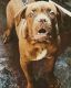 Dogue De Bordeaux Puppies for sale in Hyderabad, Telangana, India. price: NA