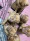 Dogue De Bordeaux Puppies for sale in Riverside, CA, USA. price: $3,000