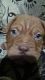 Dogue De Bordeaux Puppies for sale in Bhubaneswar, Odisha, India. price: NA
