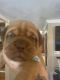 Dogue De Bordeaux Puppies for sale in Tehachapi, CA 93561, USA. price: NA