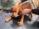 Dogue De Bordeaux Puppies for sale in Bloomfield, IN 47424, USA. price: $600