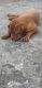 Dogue De Bordeaux Puppies for sale in Sultan Bathery, Kerala, India. price: NA