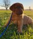 Dogue De Bordeaux Puppies for sale in 191 Foothill Ave, Hollis, NY 11423, USA. price: NA