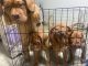 Dogue De Bordeaux Puppies for sale in Riverside, CA, USA. price: $2,200