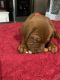 Dogue De Bordeaux Puppies for sale in Polk City, FL 33868, USA. price: NA