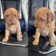 Dogue De Bordeaux Puppies for sale in Utica, OH 43080, USA. price: $1,500