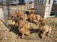 Dogue De Bordeaux Puppies for sale in El Reno, OK, USA. price: $1,000