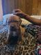 Dogue De Bordeaux Puppies for sale in Laurel, MD, USA. price: NA