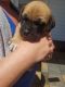 Dogue De Bordeaux Puppies for sale in 8750 Chandlersville Rd, Chandlersville, OH 43727, USA. price: NA