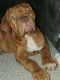 Dogue De Bordeaux Puppies for sale in Valparaiso, IN 46383, USA. price: NA