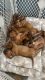 Dogue De Bordeaux Puppies for sale in Jacksonville, FL, USA. price: NA