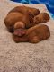 Dogue De Bordeaux Puppies for sale in Richland, WA 99354, USA. price: NA