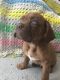 Dogue De Bordeaux Puppies for sale in 1214 Byron Ave SW, Decatur, AL 35601, USA. price: $1,000