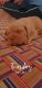 Dogue De Bordeaux Puppies for sale in Bareilly, Uttar Pradesh, India. price: 25000 INR