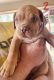 Dogue De Bordeaux Puppies for sale in Devine, TX 78016, USA. price: $1,200