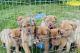 Dogue De Bordeaux Puppies for sale in Descanso, CA 91916, USA. price: $850