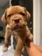 Dogue De Bordeaux Puppies for sale in Van Nuys, Los Angeles, CA, USA. price: $300,000