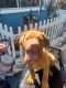 Dogue De Bordeaux Puppies for sale in Fort Lauderdale, FL, USA. price: $1,800