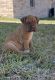 Dogue De Bordeaux Puppies for sale in Pharr, TX 78577, USA. price: $1,000