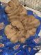 Dogue De Bordeaux Puppies for sale in Floresville, TX 78114, USA. price: $2,000