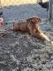 Dogue De Bordeaux Puppies for sale in Merced, CA, USA. price: $2,000