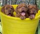 Dogue De Bordeaux Puppies for sale in Miami, OK 74354, USA. price: NA