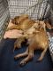 Dogue De Bordeaux Puppies for sale in El Reno, OK, USA. price: $1,200